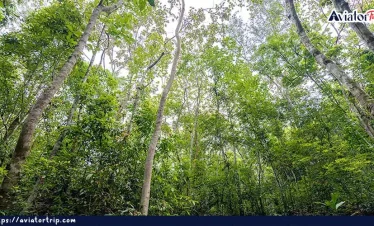সাতছড়ি জাতীয় উদ্যান