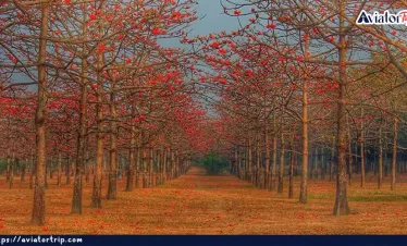 শিমুল বাগান