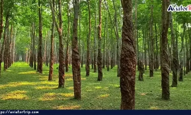 রাবার বাগান