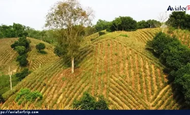 আনারস বাগান
