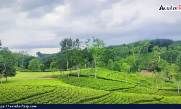 দার্জিলিং টিলা