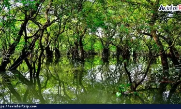 রাতারগুল সোয়াম্প ফরেস্ট
