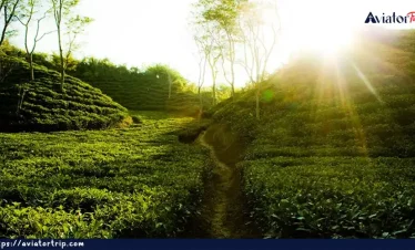 মালনীছড়া চা বাগান