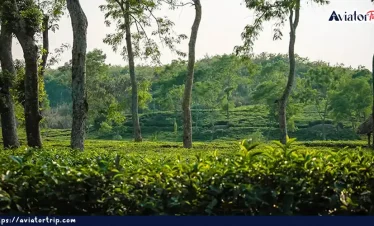 লাক্কাতুরা চা বাগান
