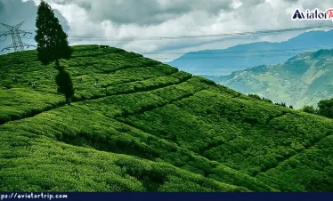 গোপালধারা টি এস্টেট