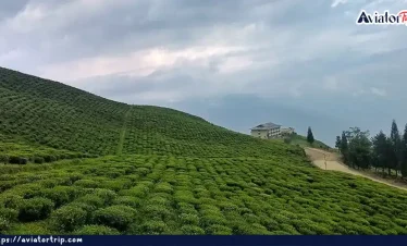 টেমি চা বাগান