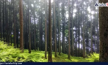 তাকদা